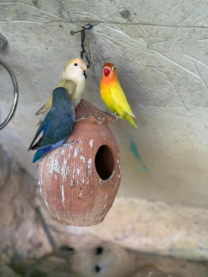 إيلا Rock View Cottage المظهر الخارجي الصورة