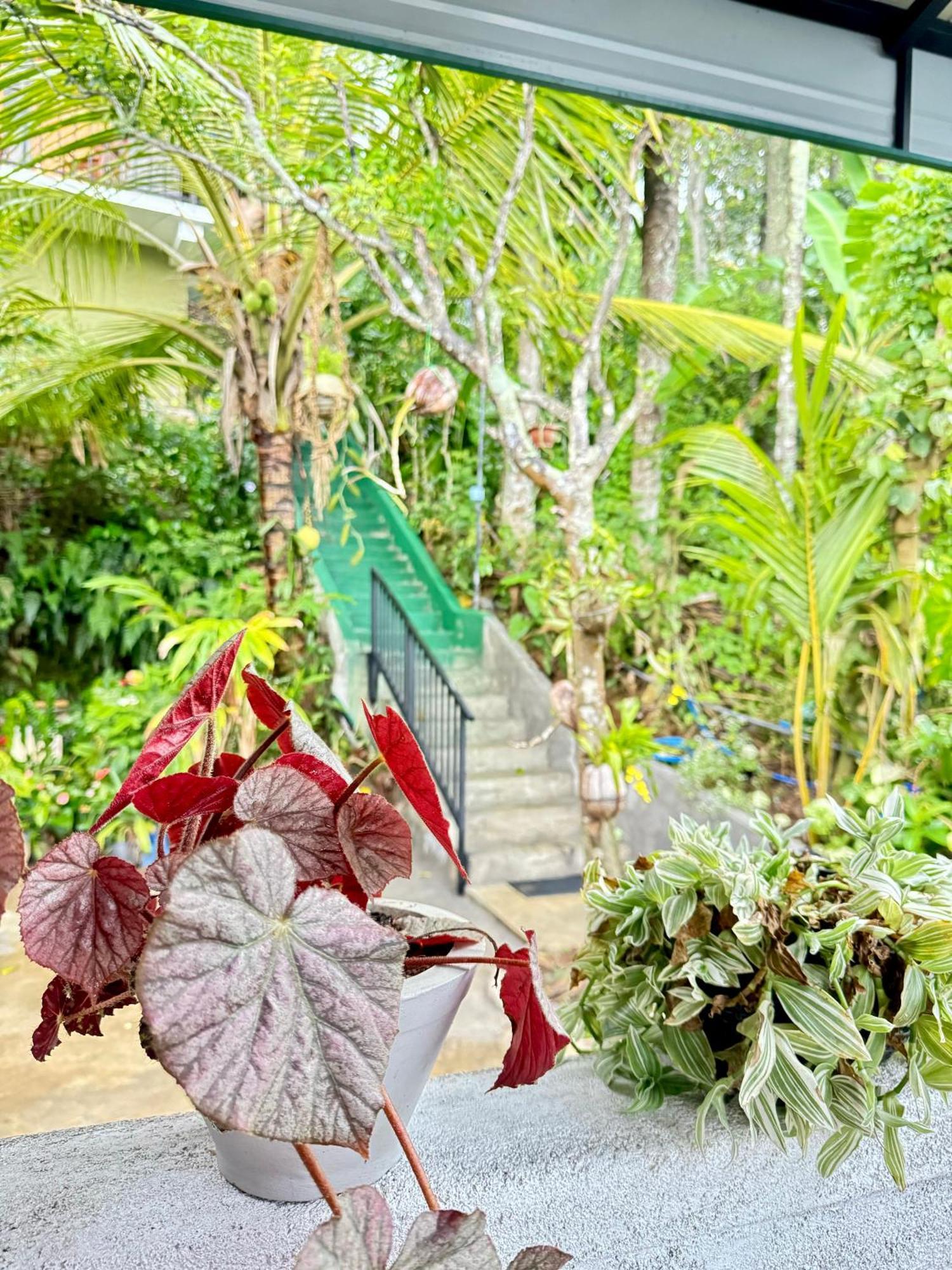 إيلا Rock View Cottage المظهر الخارجي الصورة